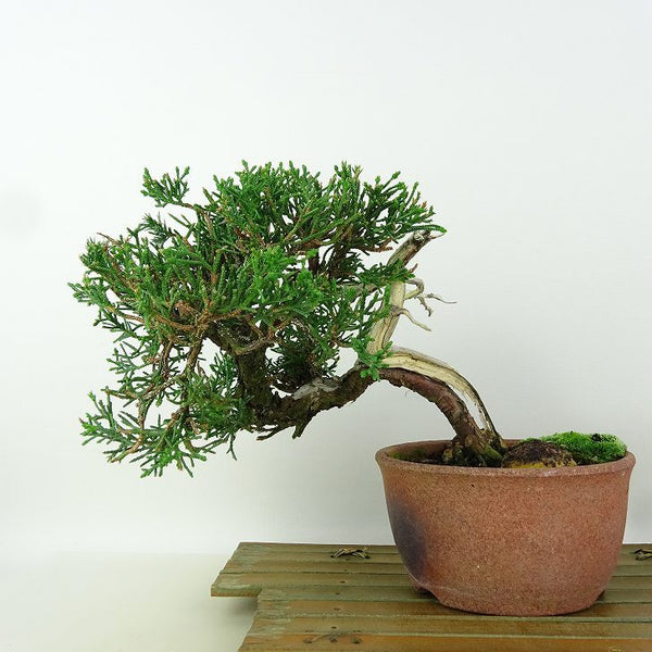 盆栽 真柏 樹高 約13cm しんぱく Juniperus chinensis シンパク “ジン シャリ” ヒノキ科 常緑樹 小品 観賞用 v1164609168