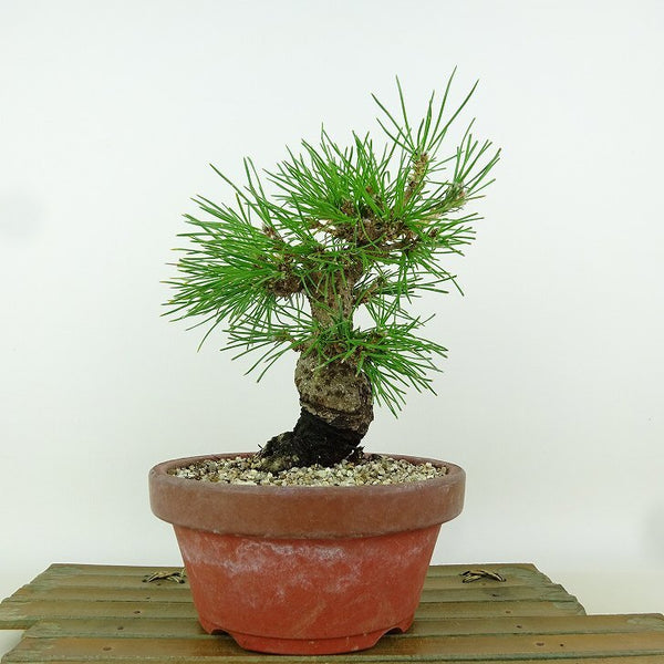 盆栽 松 黒松 樹高 約19cm くろまつ Pinus thunbergii クロマツ マツ科 常緑針葉樹 観賞用 小品 1164582991