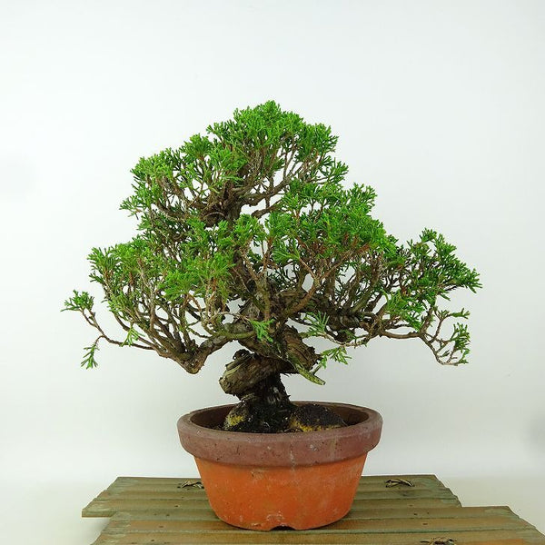 盆栽 真柏 樹高 約23cm しんぱく Juniperus chinensis シンパク “ジン シャリ” ヒノキ科 常緑樹 観賞用 x1164591693