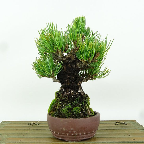 盆栽 松 五葉松 八房 樹高 約16cm ごようまつ Pinus parviflora ゴヨウマツ マツ科 常緑針葉樹 観賞用 小品 p1164591415