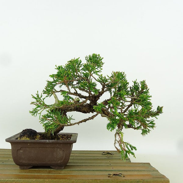 盆栽 真柏 樹高 約14cm しんぱく Juniperus chinensis シンパク “ジン シャリ” ヒノキ科 常緑樹 小品 観賞用 g1164608565