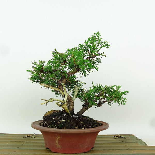 盆栽 真柏 樹高 約15cm しんぱく Juniperus chinensis シンパク “ジン シャリ” ヒノキ科 常緑樹 小品 観賞用 d1164602720