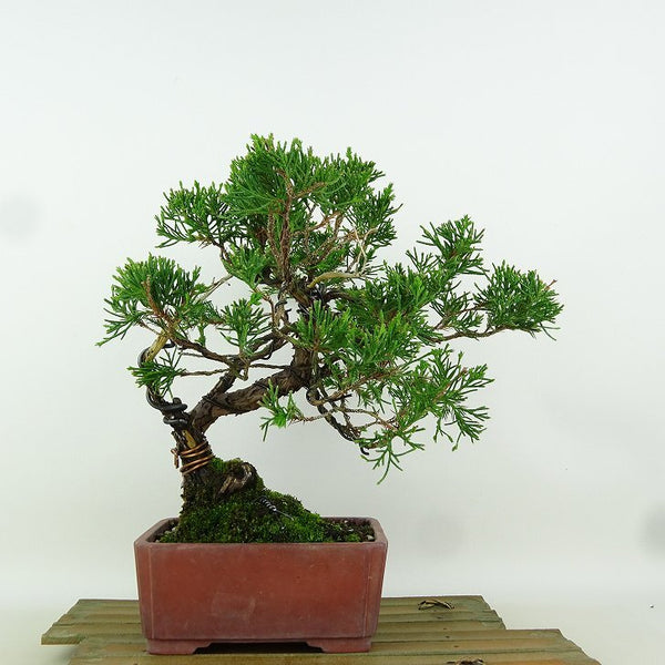 盆栽 真柏 樹高 約22cm しんぱく Juniperus chinensis シンパク “ジン” ヒノキ科 常緑樹 観賞用 t1164584231