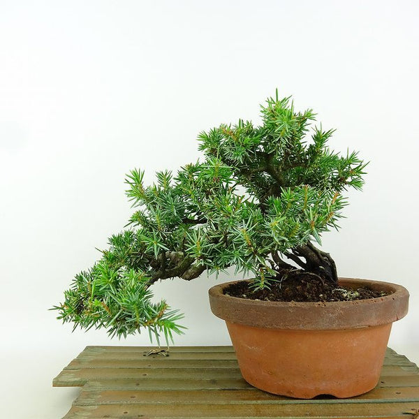 盆栽 杜松 樹高 約15cm としょう Juniperus rigida トショウ 根上り ヒノキ科 常緑針葉樹 観賞用 小品 o1164623840