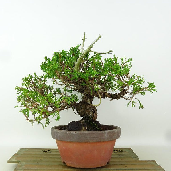 盆栽 真柏 樹高 約19cm しんぱく Juniperus chinensis シンパク “ジン” ヒノキ科 常緑樹 小品 観賞用 d1164627579