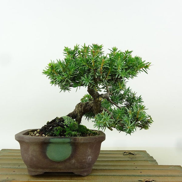 盆栽 杜松 樹高 約13cm としょう Juniperus rigida トショウ “ジン” ヒノキ科 常緑針葉樹 観賞用 小品 m1164615917