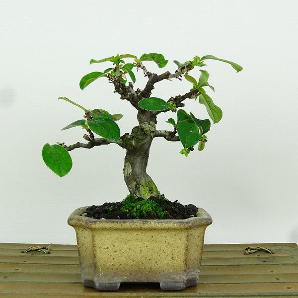 盆栽 花梨 樹高 約11cm かりん Pseudocydonia sinensis カリン バラ科 落葉樹 観賞用 小品 g1164635750