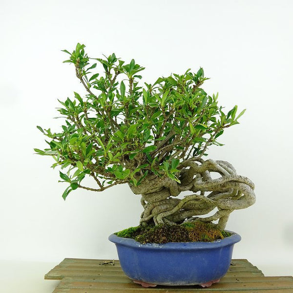 盆栽 梔子 樹高 約23cm くちなし Gardenia jasminoides クチナシ アカネ科 クチナシ属 常緑樹 s1164626031