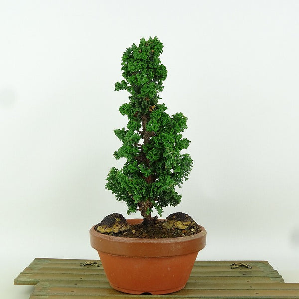 盆栽 桧 石化桧 樹高 約20cm せっかひのき Chamaecyparis obtusa セッカヒノキ ヒノキ科 常緑樹 観賞用 小品 p1164612935