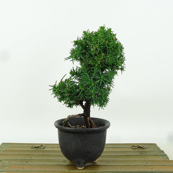 盆栽 杉 樹高 約13cm すぎ Cryptomeria japonica スギ ヒノキ科 スギ属 常緑樹 観賞用 小品 r1164604929