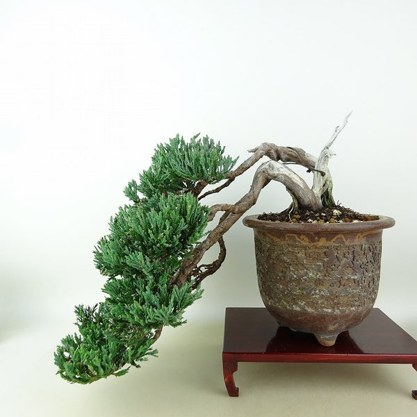 盆栽 真柏 樹高 上下 約27cm しんぱく Juniperus chinensis シンパク “ジン シャリ” 懸崖 ヒノキ科 常緑樹 観賞用 m1164615221