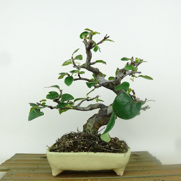 盆栽 花梨 樹高 約20cm かりん Pseudocydonia sinensis カリン バラ科 落葉樹 観賞用 小品 h1164626939