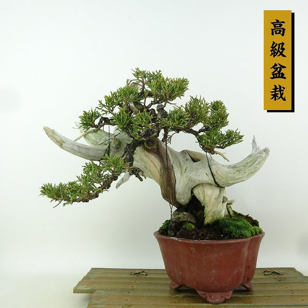 盆栽 真柏 樹高 約22cm しんぱく 高級盆栽 Juniperus chinensis シンパク “ジン シャリ” ヒノキ科 常緑樹 観賞用 1164605096