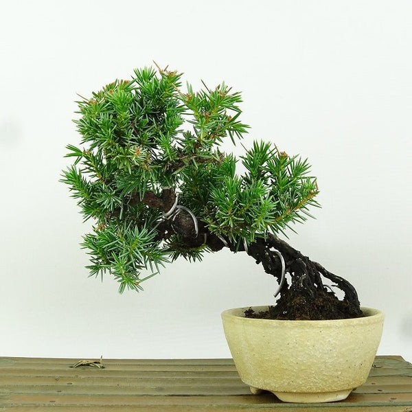 盆栽 杜松 樹高 約10cm としょう Juniperus rigida トショウ 根上り ヒノキ科 常緑針葉樹 観賞用 小品 k1164614190