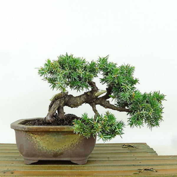 盆栽 杜松 樹高 約11cm としょう Juniperus rigida トショウ 根上り ヒノキ科 常緑針葉樹 観賞用 小品 o1164631354