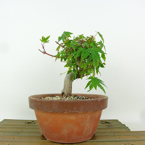 盆栽 紅葉 樹高 約13cm もみじ Acer palmatum モミジ カエデ科 落葉樹 観賞用 小品 h1165612991