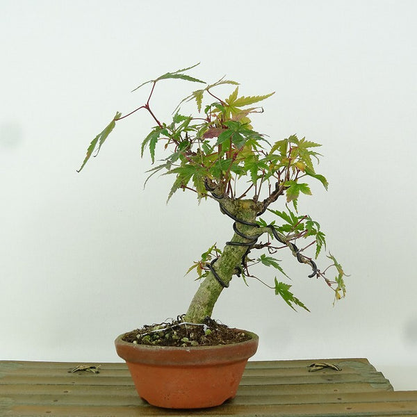 盆栽 紅葉 樹高 約18cm もみじ Acer palmatum モミジ カエデ科 落葉樹 観賞用 小品 g1165619068