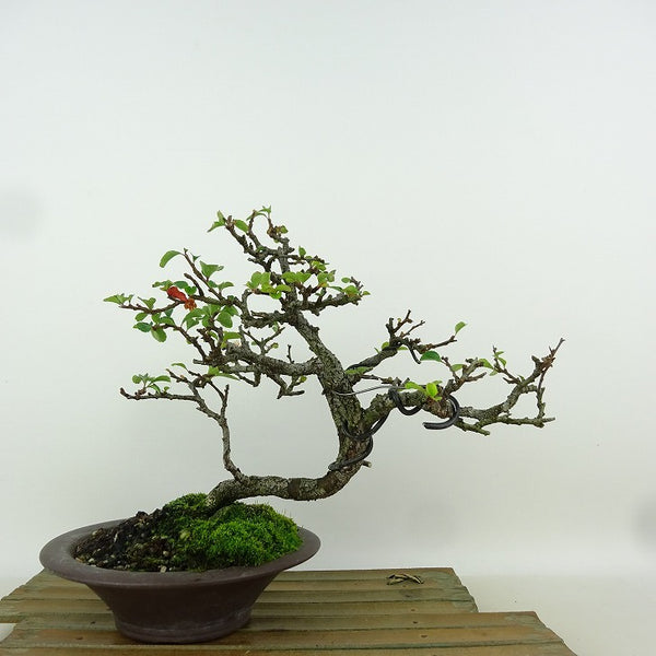 盆栽 梅 長寿梅 樹高 約19cm ちょうじゅばい Chaenomeles japonica 'Chojubai' チョウジュバイ バラ科 ボケ属 落葉樹 観賞用 小品 b1165612231