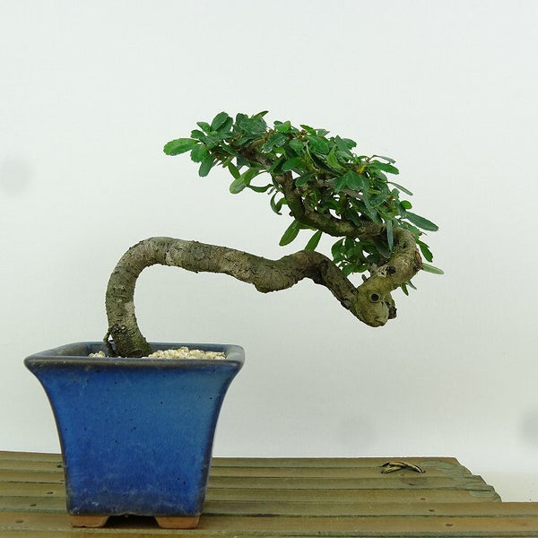 盆栽 ピラカンサ 樹高 約11cm Pyracantha バラ科 常緑樹 観賞用 小品 t1165591992