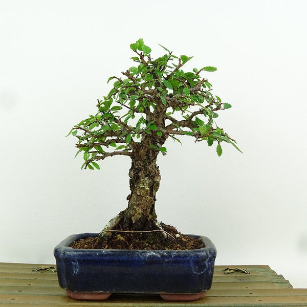 盆栽 楡欅 樹高 約16cm にれけやき Ulmus parvifolia ニレケヤキ 紅葉 ニレ科 落葉樹 観賞用 小品 g1165614883