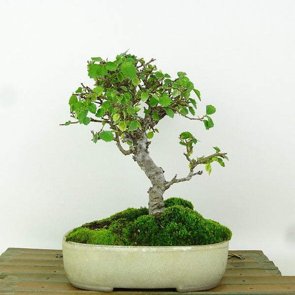 盆栽 楡欅 樹高 約18cm にれけやき Ulmus parvifolia ニレケヤキ 紅葉 ニレ科 落葉樹 観賞用 小品 t1165598260