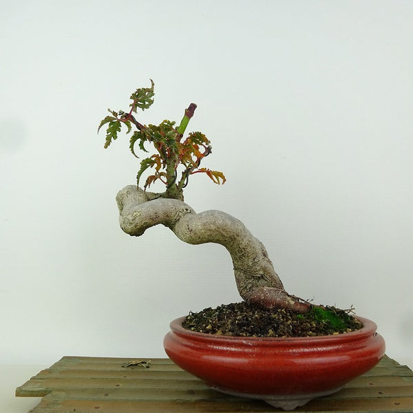 盆栽 紅葉 獅子頭 樹高 約17cm もみじ Acer palmatum モミジ シシガシラ カエデ科 落葉樹 観賞用 小品 s1165610087