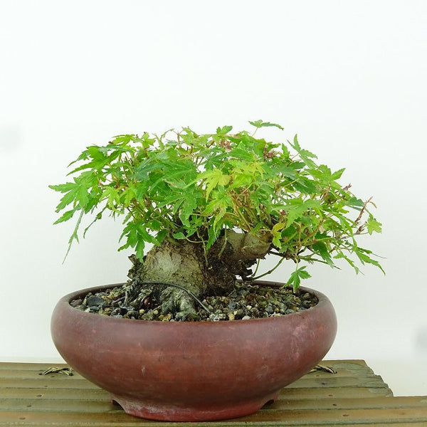 盆栽 紅葉 樹高 約11cm もみじ Acer palmatum モミジ カエデ科 落葉樹 観賞用 小品 q1165601589