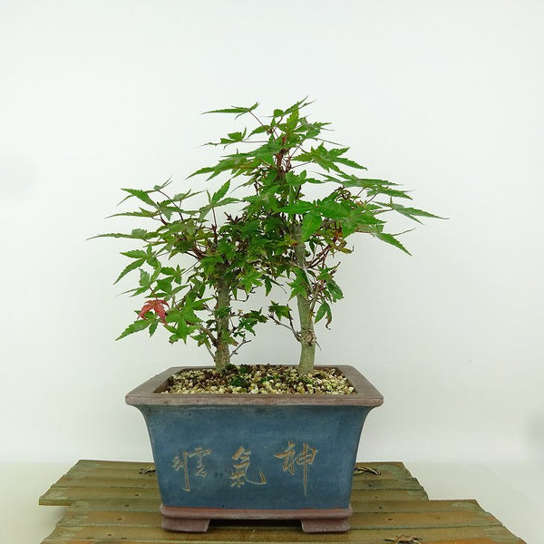 盆栽 紅葉 樹高 約22cm もみじ Acer palmatum モミジ 寄せ カエデ科 落葉樹 観賞用 s1165612576