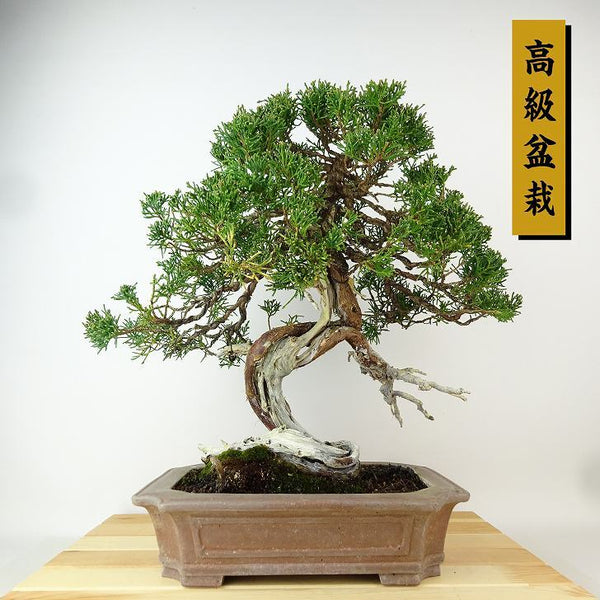 盆栽 真柏 樹高 約34cm しんぱく 高級盆栽 Juniperus chinensis シンパク ジン シャリ ヒノキ科 常緑樹 観賞用 u1165953776