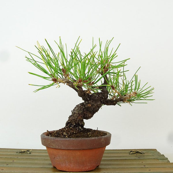 盆栽 松 赤松 樹高 約14cm あかまつ Pinus densiflora アカマツ red pine マツ科 常緑樹 観賞用 小品 v1165951067