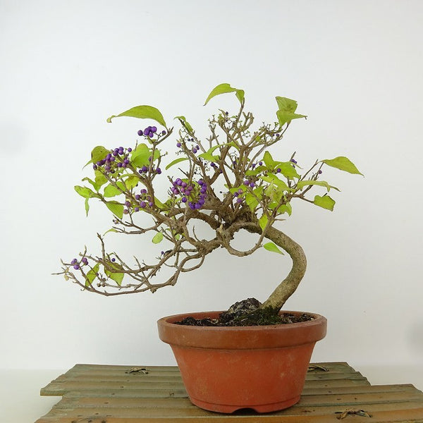 盆栽 紫式部 樹高 約19cm むらさきしきぶ Callicarpa japonica ムラサキシキブ クマツヅラ科 ムラサキシキブ属 落葉樹 観賞用 小品 f1165935186