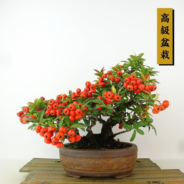 盆栽 ピラカンサ 樹高 約19cm 高級盆栽 Pyracantha バラ科 常緑樹 観賞用 小品 c1165933325