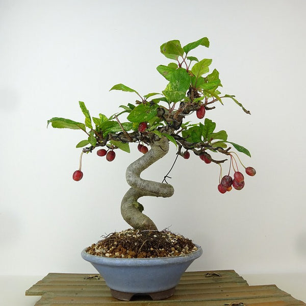 盆栽 深山 海棠 樹高 約25cm かいどう Malus micromalus カイドウ 花 バラ科 落葉樹 観賞用 w1165940162