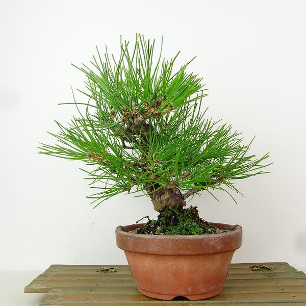 盆栽 松 黒松 樹高 19cm くろまつ Pinus thunbergii クロマツ マツ科 常緑針葉樹 観賞用 小品 c1165936072