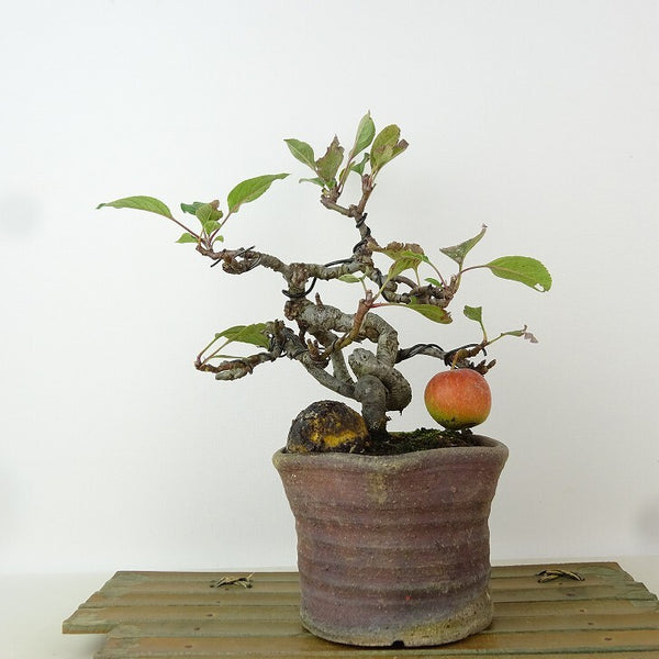 盆栽 姫林檎 姫国光 樹高 約19cm ひめりんご Malus prunifolia ヒメリンゴ バラ科 リンゴ属 落葉樹 観賞用 小品 t1165926629