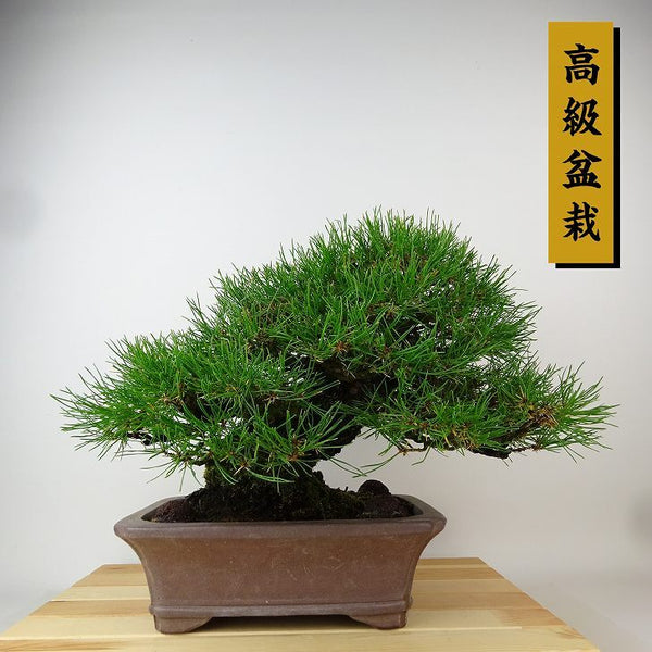 盆栽 松 赤松 樹高 約24cm あかまつ 高級盆栽 Pinus densiflora アカマツ red pine マツ科 常緑樹 観賞用 b1165951910