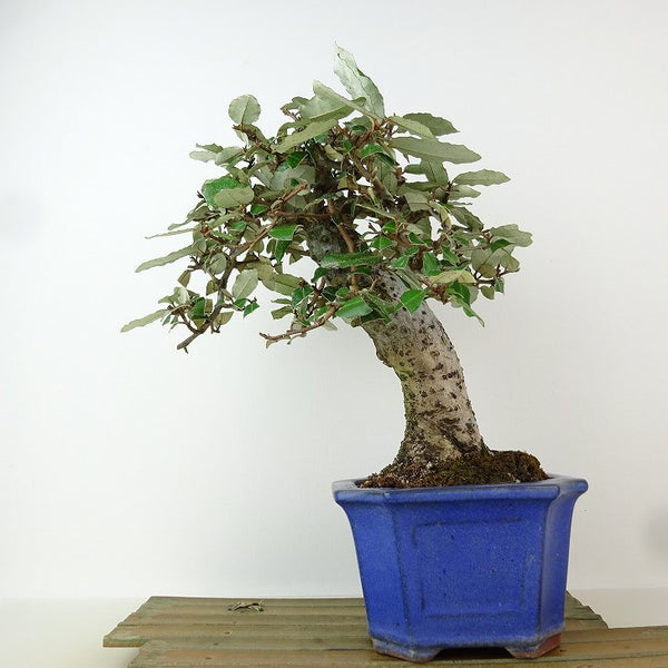 盆栽 寒茱萸 樹高 約23cm かんぐみ Elaeagnus カングミ グミ科 常緑樹 観賞用 v1165945240