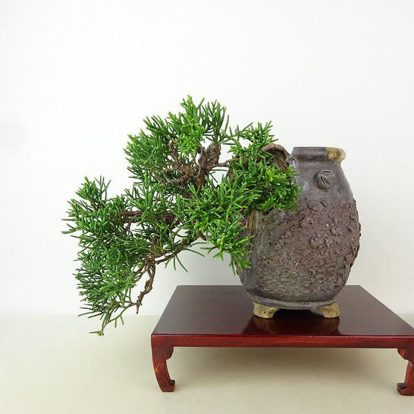 盆栽 真柏 樹高 上下 約16cm しんぱく Juniperus chinensis シンパク “シャリ” 懸崖 ヒノキ科 常緑樹 観賞用 小品 v1165946925