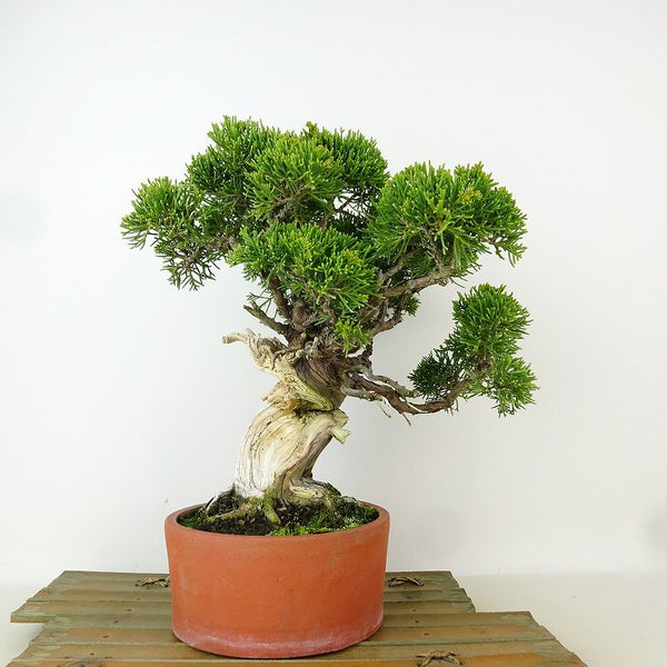 盆栽 真柏 樹高 約24cm しんぱく Juniperus chinensis シンパク “ジン シャリ” ヒノキ科 常緑樹 観賞用 o1165948515