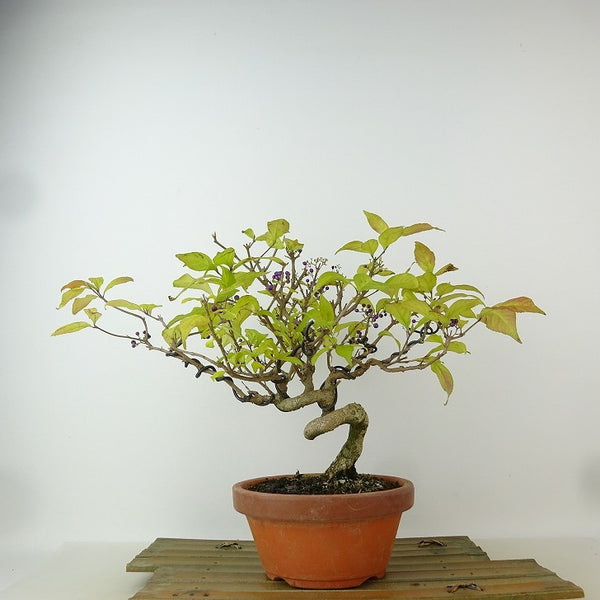 盆栽 紫式部 樹高 約21cm むらさきしきぶ Callicarpa japonica ムラサキシキブ クマツヅラ科 ムラサキシキブ属 落葉樹 観賞用 n1165934032