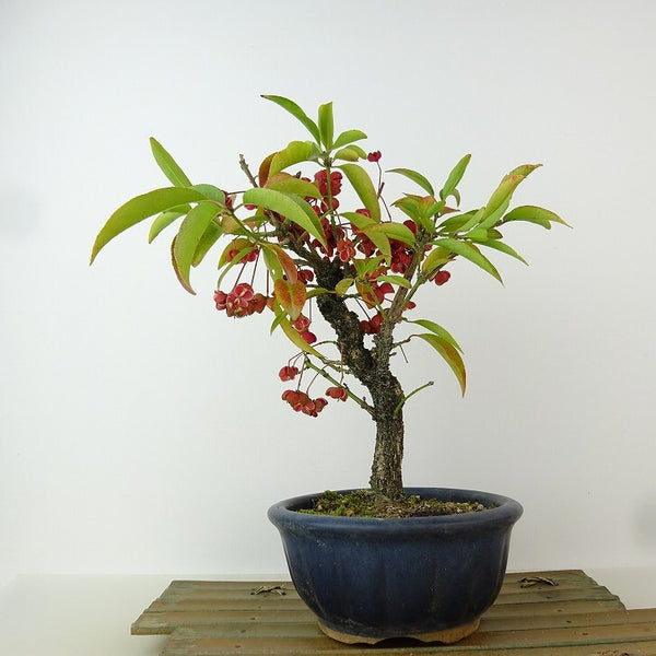 盆栽 真弓 樹高 約23cm まゆみ Euonymus sieboldianus マユミ ニシキギ科 落葉広葉樹 観賞用 n1165938762