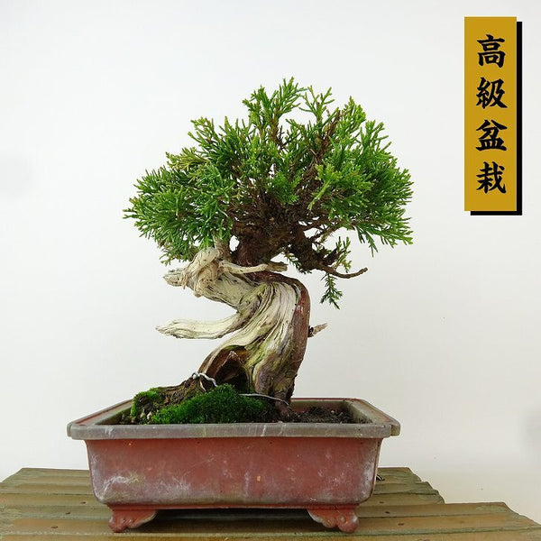 盆栽 真柏 樹高 約17cm しんぱく 高級盆栽 Juniperus chinensis シンパク ジン シャリ ヒノキ科 常緑樹 観賞用 小品 k1165932483