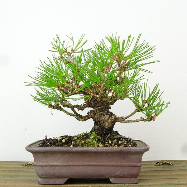 盆栽 松 黒松 樹高 約11cm くろまつ Pinus thunbergii クロマツ マツ科 常緑針葉樹 観賞用 小品 g1165954754