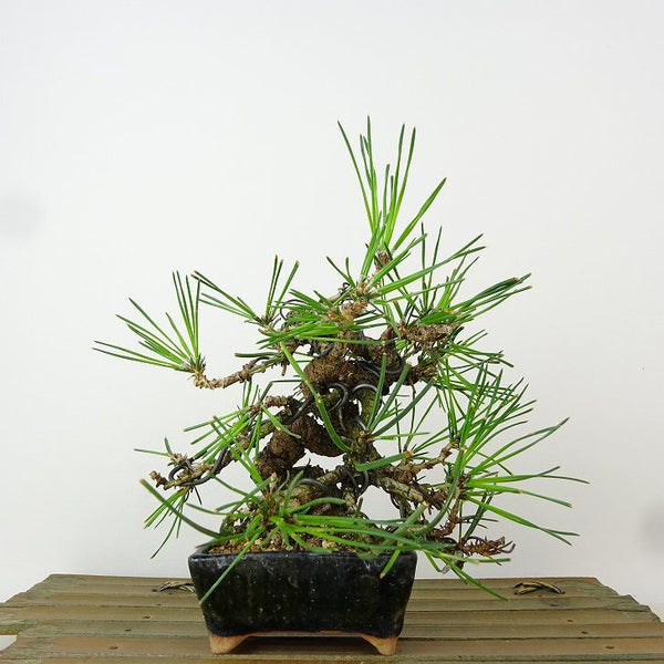 盆栽 松 黒松 樹高 約15cm くろまつ Pinus thunbergii クロマツ マツ科 常緑針葉樹 観賞用 小品 r1165928708