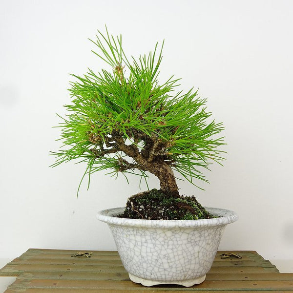 盆栽 松 黒松 樹高 約18cm くろまつ Pinus thunbergii クロマツ マツ科 常緑針葉樹 観賞用 小品 w1165937239