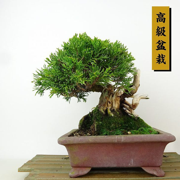 盆栽 真柏 樹高 約15cm しんぱく 高級盆栽 Juniperus chinensis シンパク ジン シャリ ヒノキ科 常緑樹 観賞用 小品 k1165929841