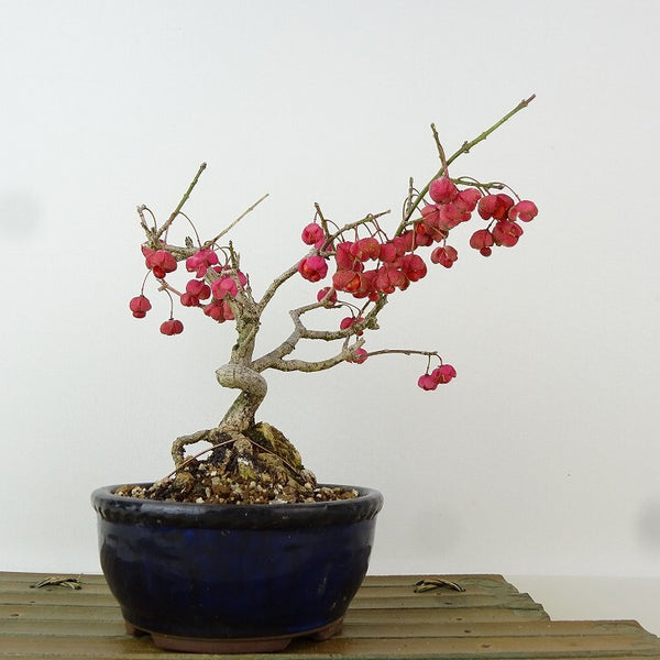 盆栽 真弓 樹高 約14cm まゆみ Euonymus sieboldianus マユミ ニシキギ科 落葉広葉樹 観賞用 小品 v1165948941