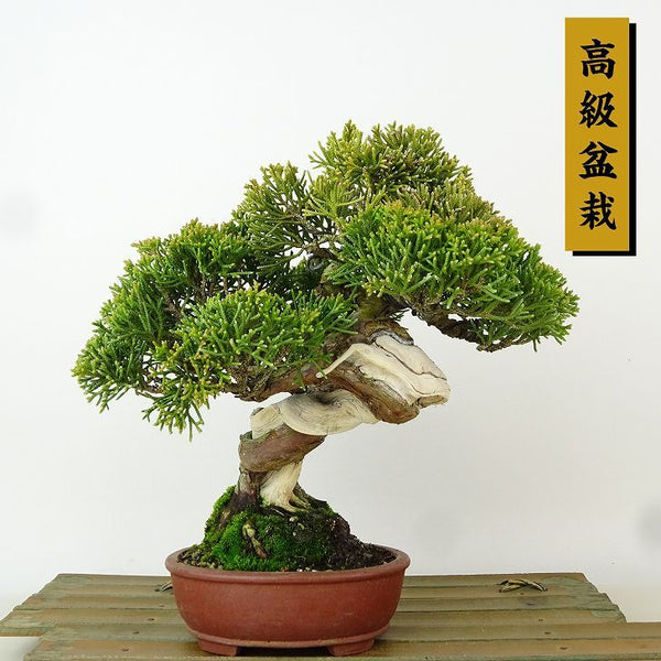 盆栽 真柏 樹高 約18cm しんぱく 高級盆栽 Juniperus chinensis シンパク ジン シャリ ヒノキ科 常緑樹 観賞用 小品 m1165996594