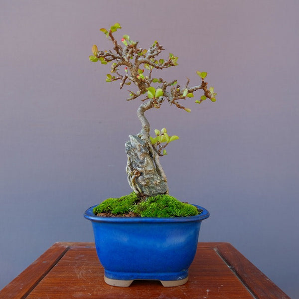 Longevity Plum · Small potted plant/Shujun 8 years old v1162557202