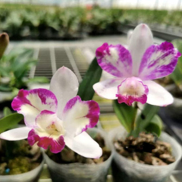 迷你卡特蘭（Cattleya）